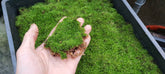 真苔|Bryum